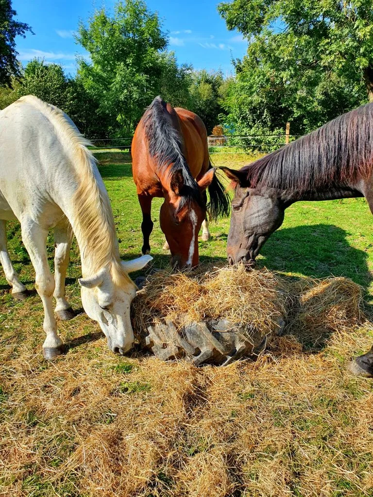 Reitanlage Birkenhof - Foto 2