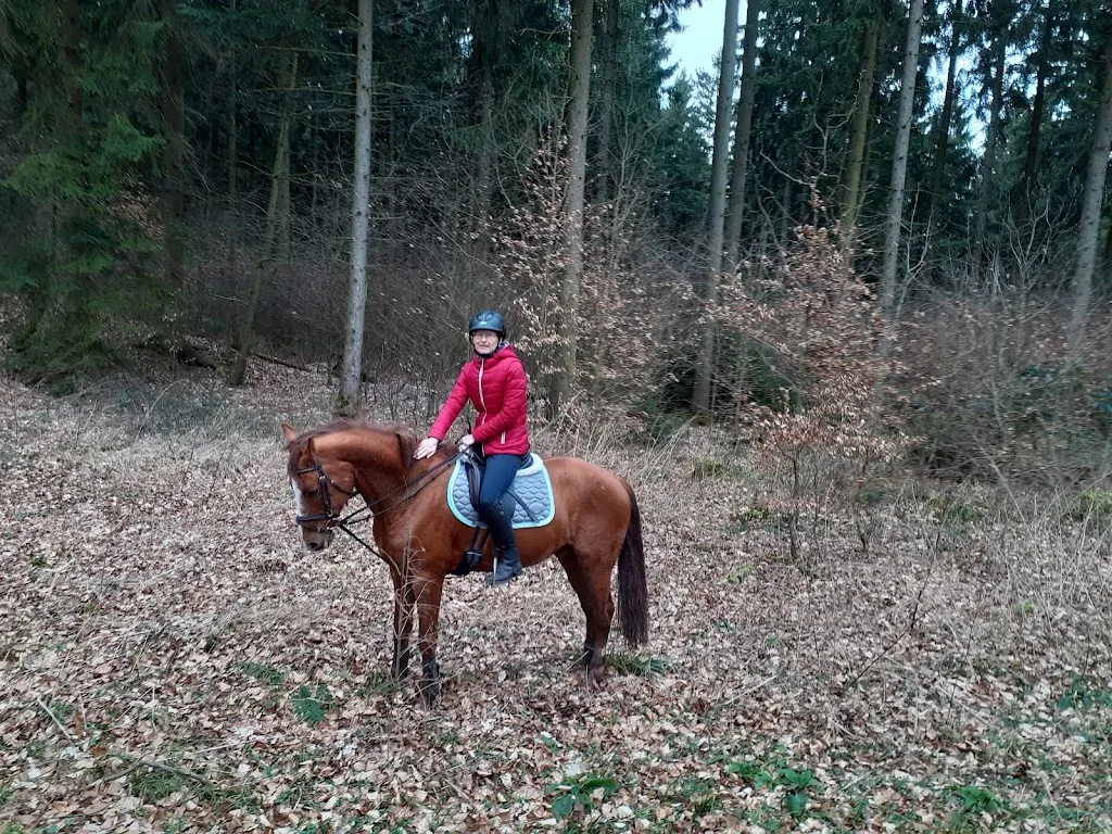 Reitanlage Birkenhof - Foto 3