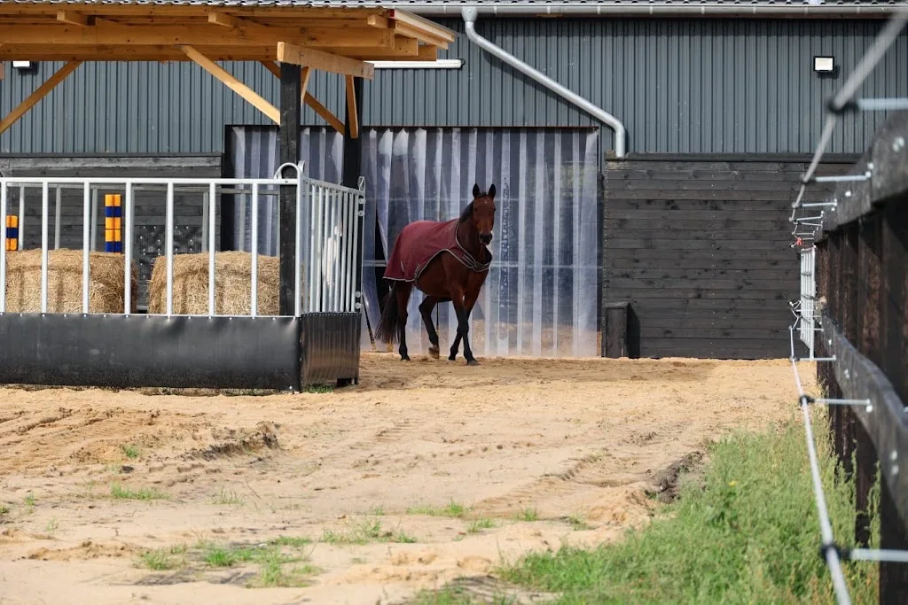 Haflinger Hof Alt Krenzlin - Foto 2