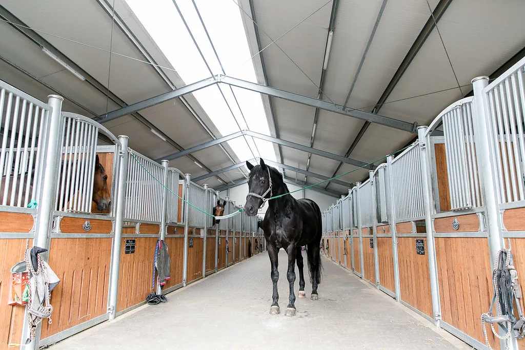 Horseland - Foto 3
