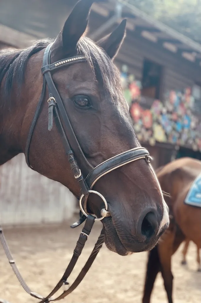 Pferd & Ich - Reitanlage am Gelbachtal - Foto 1
