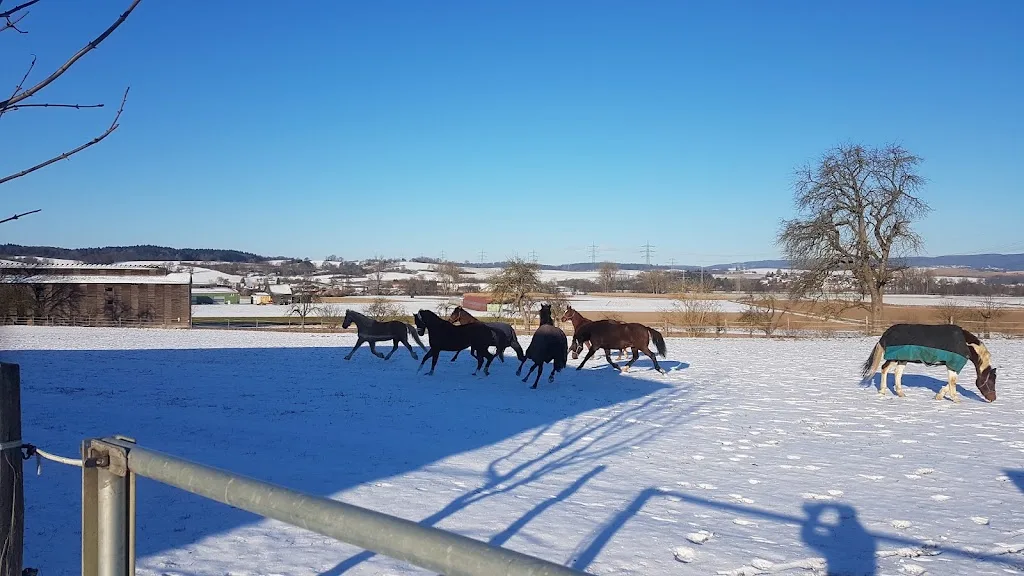Reitanlage Brühler Sonnenhof - Foto 2