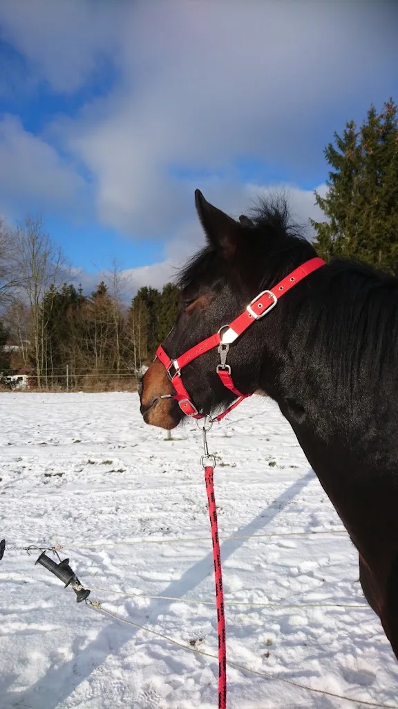 Reitanlage Eichenhof - Foto 1