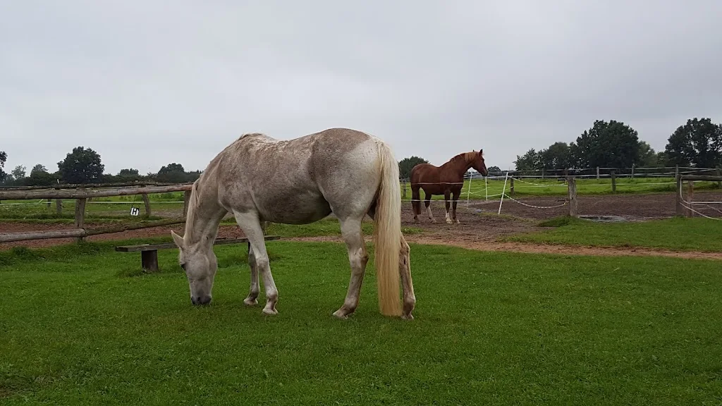 Pferdehof Rosenau-Gewe - Foto 2