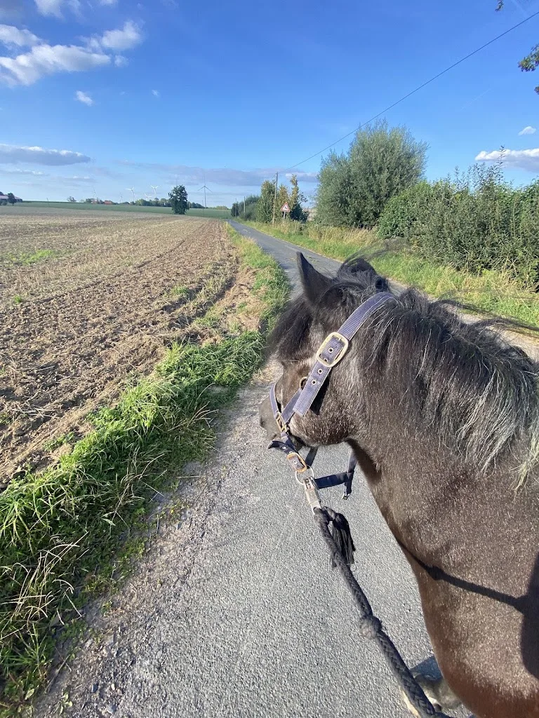 Ponyhof Heilers-Froning - Foto 1