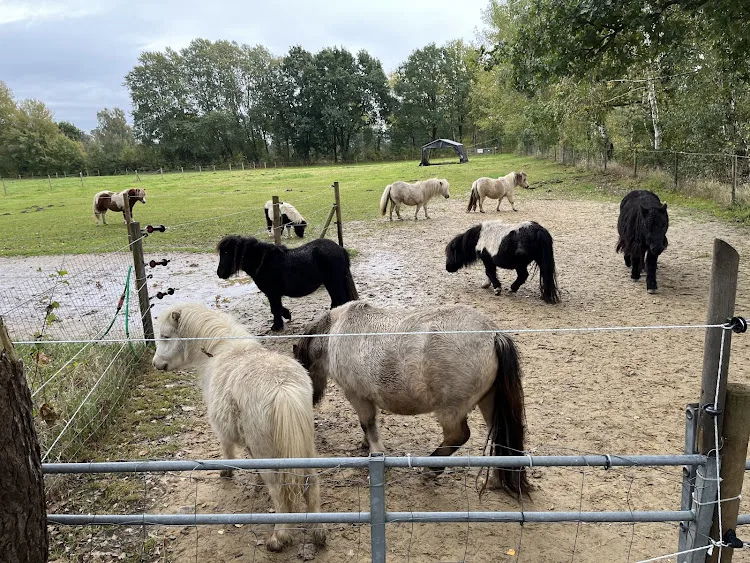Minishettys-Ristedt - Foto 1