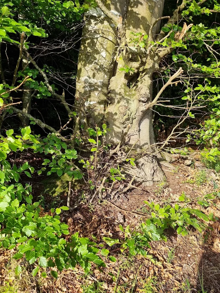 Reitstall Kormann - Foto 1