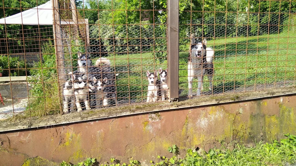 Husky Ranch Green heaven - Foto 2