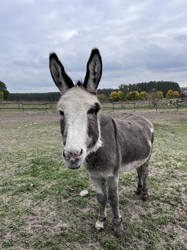 Landwirtschaftsbetrieb - Foto 3