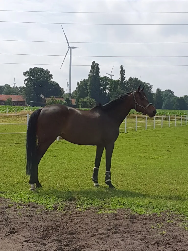 Zucht und Dressur Hof Leusmann - photo 1