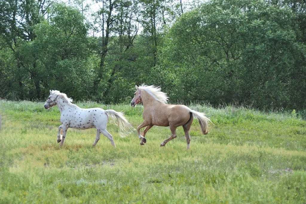 Feine Reiterei - photo 3