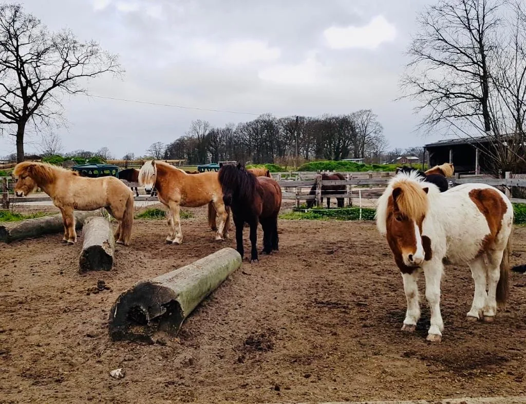 Islandpferdehof Monse - Foto 1