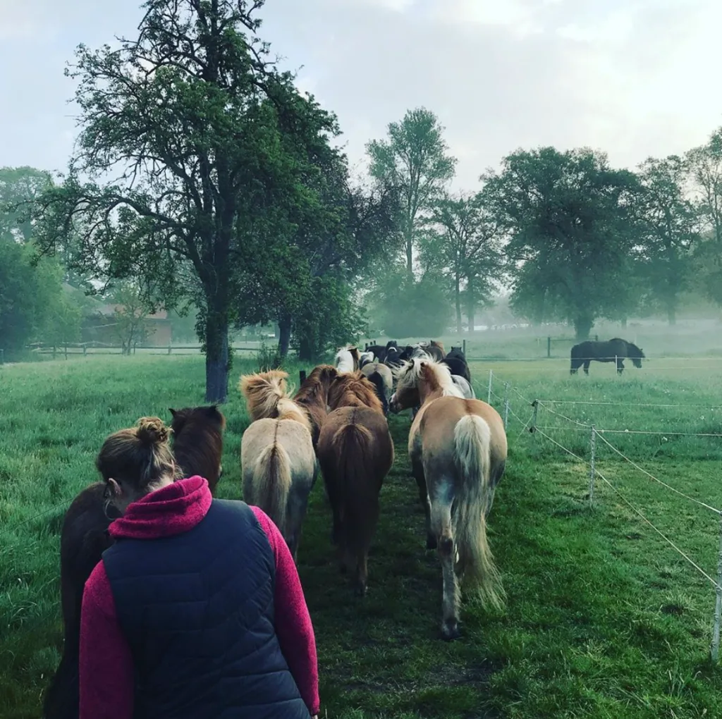 Islandpferdehof Monse - Foto 2