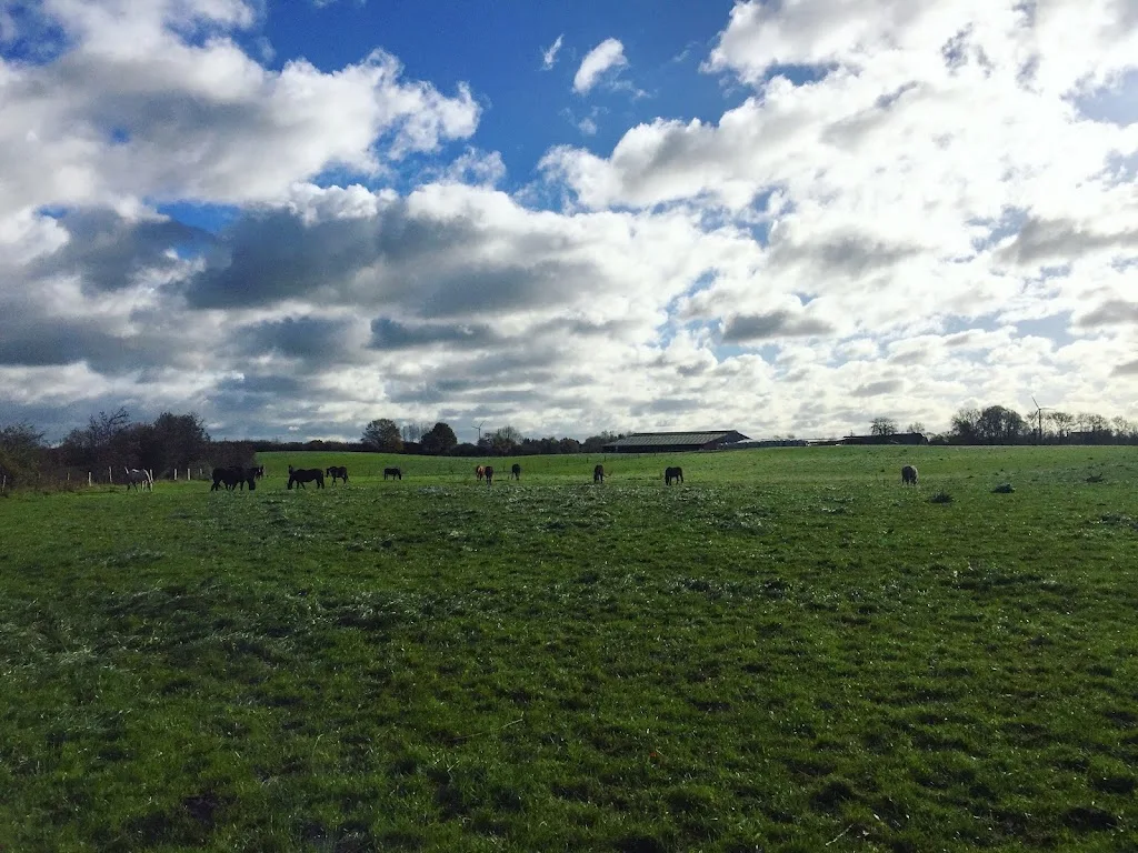Gestüt an der Schlei / Familie Nissen - Foto 1