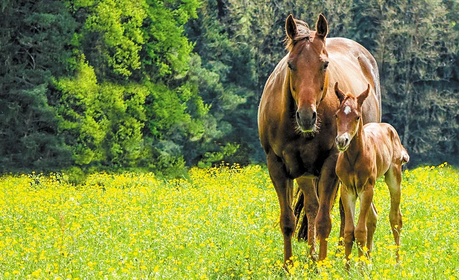 Q-Stables - Diana und Raimund Böhler - Foto 1