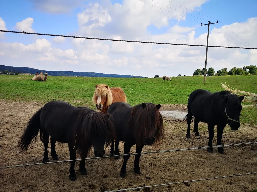 Reitstall Gut Gradhof - Foto 3