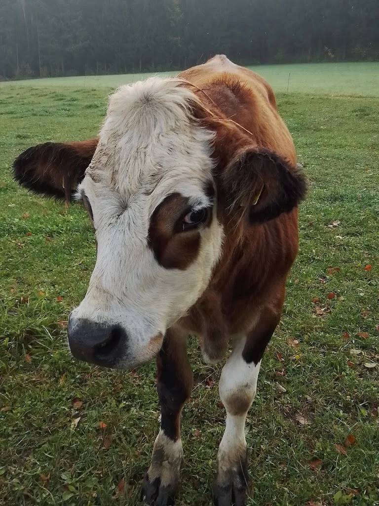 PFERDEHOF Wilhelmshöhe - Foto 3