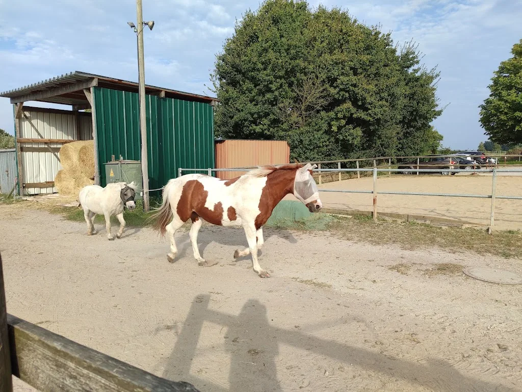 Reitstall Hohenhorn Helga Borck - Foto 2