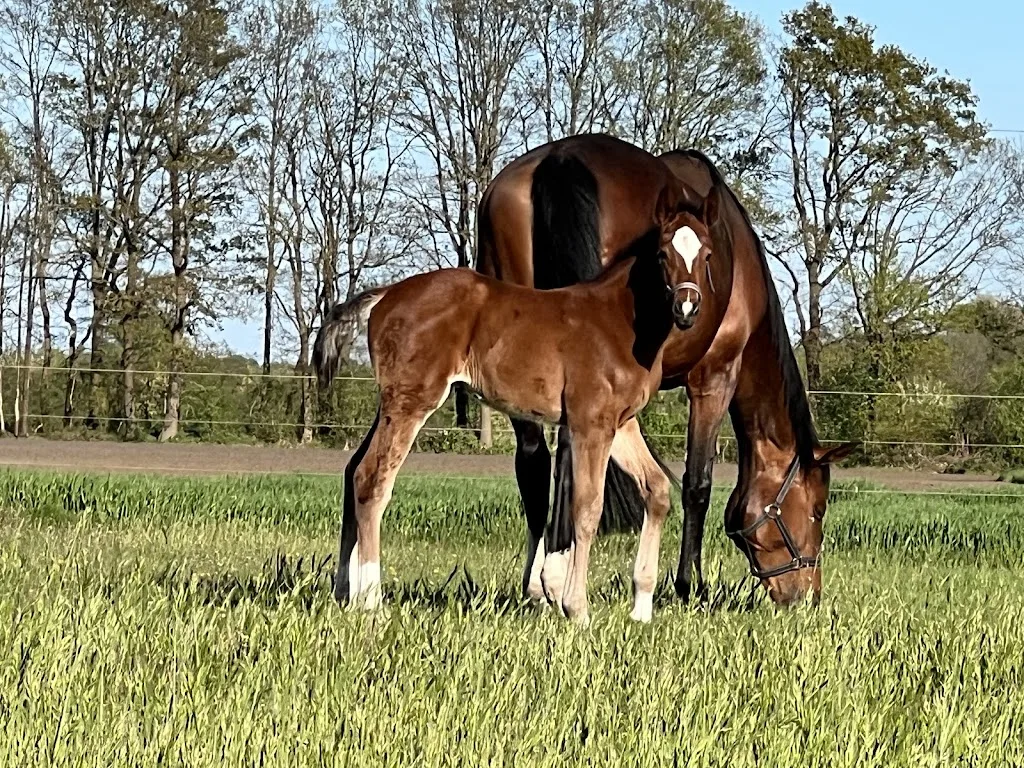 Fohlenaufzucht Pickhinke - Foto 1