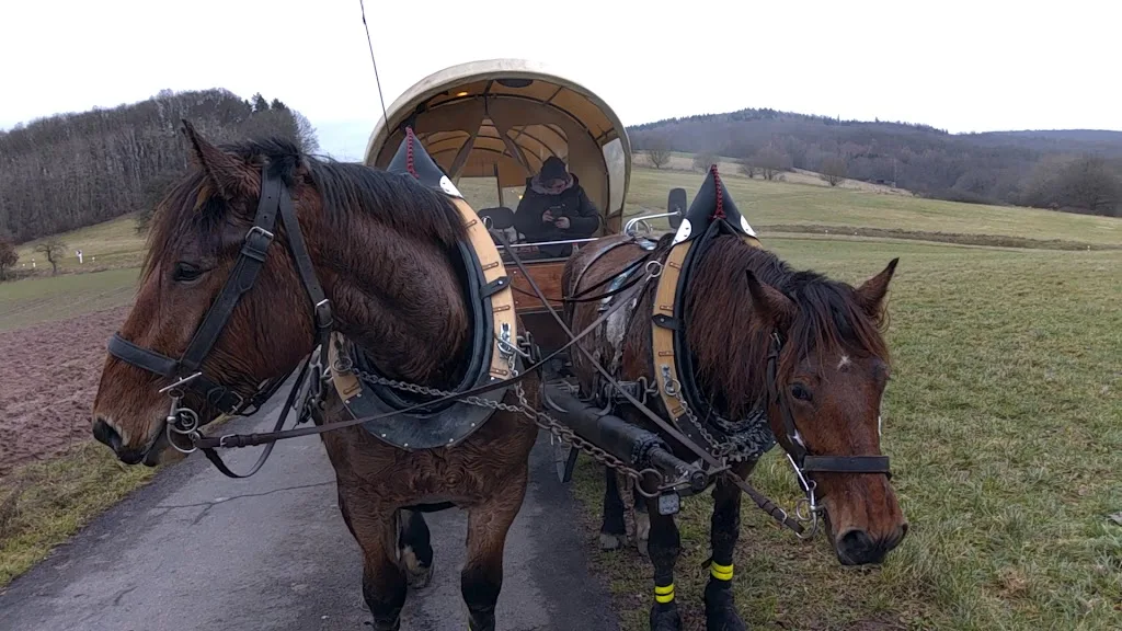 Müller’s Kutschfahrten von der Forest Mountain Ranch-Eckarts - Foto 1