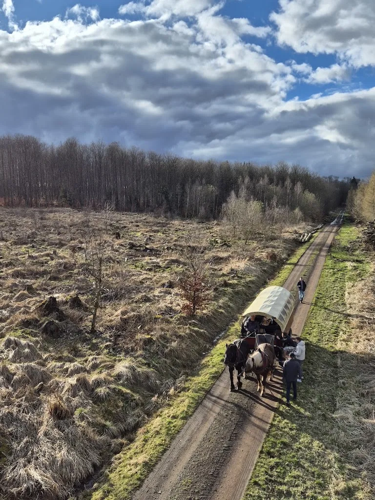 Müller’s Kutschfahrten von der Forest Mountain Ranch-Eckarts - Foto 2