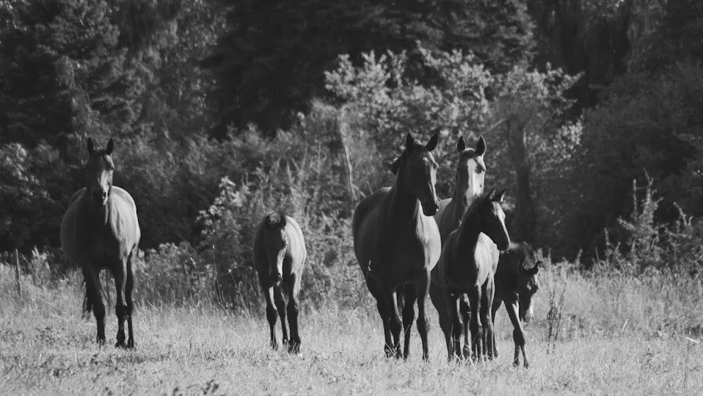Reitanlage Blütenhof - photo 1