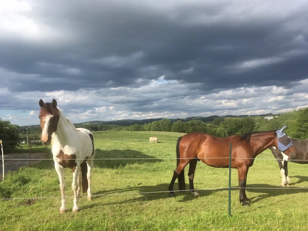 Horse Lovers Hut - photo 2