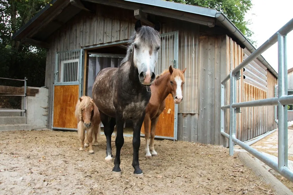 Sport - und Ausbildungsstall Höger - Foto 2