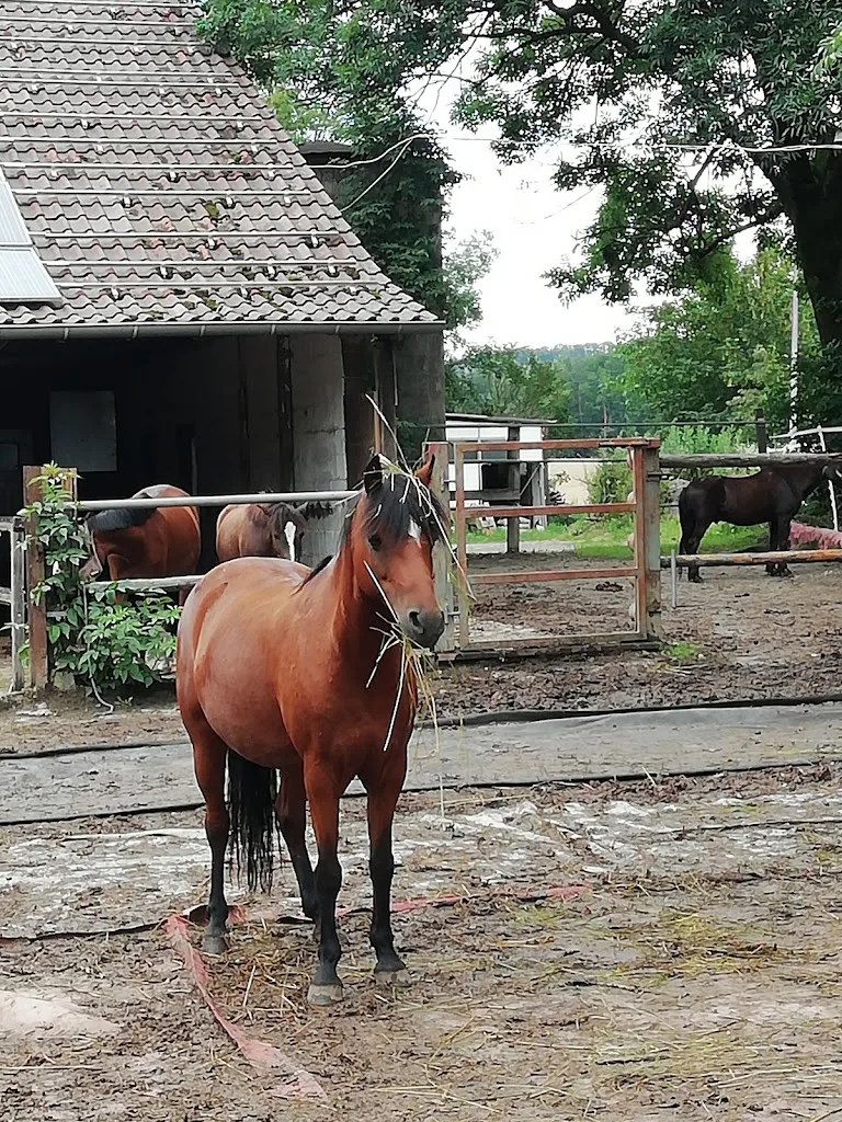 Shirley Funke Reittherapie - Foto 1