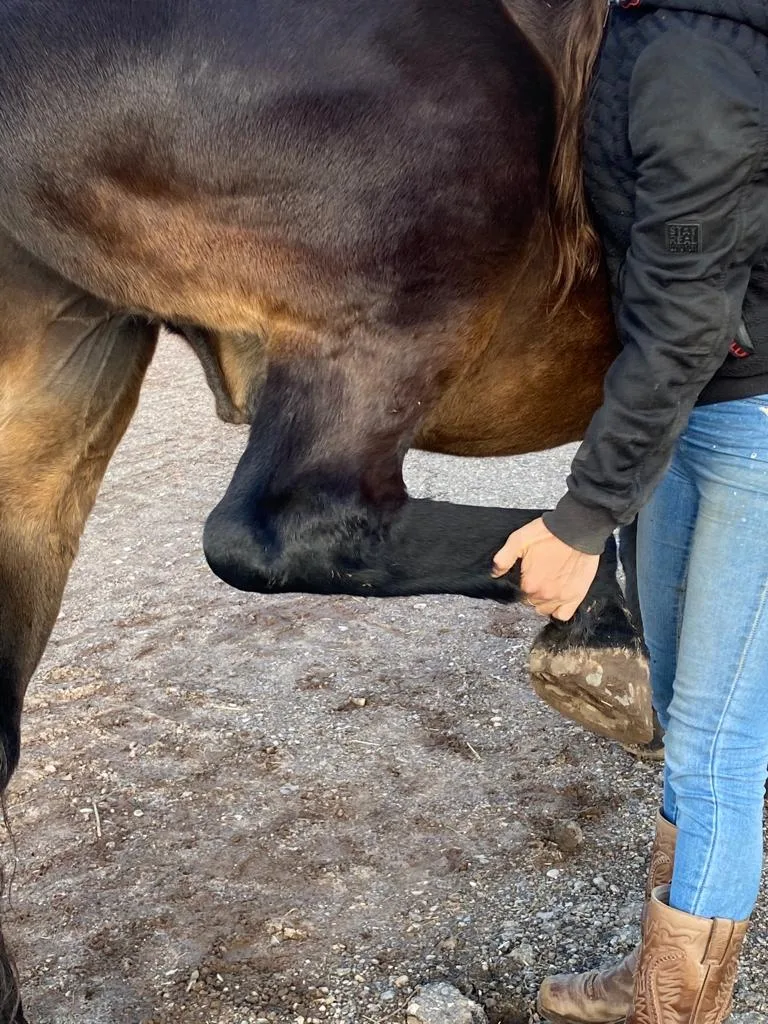 Marry's Little America Stables & Horsetraining, Laura Schmelzle - photo 2