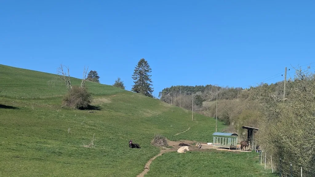 Barockpferde im Hegau - photo 1