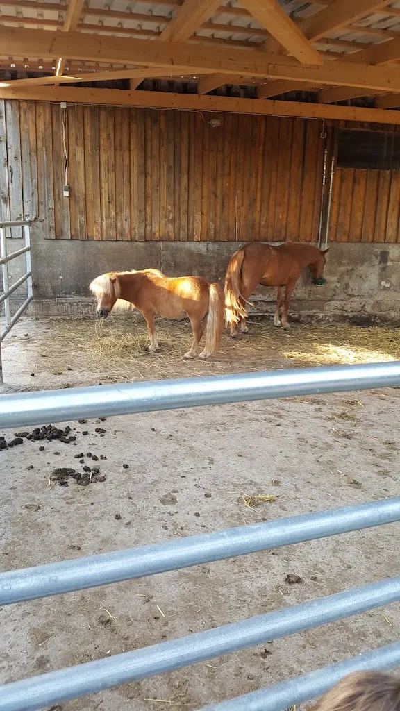 Günter Widmaier Reitstall am Benzenbühl - Foto 1