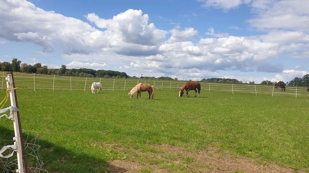 Reitanlage Hassel - photo 3