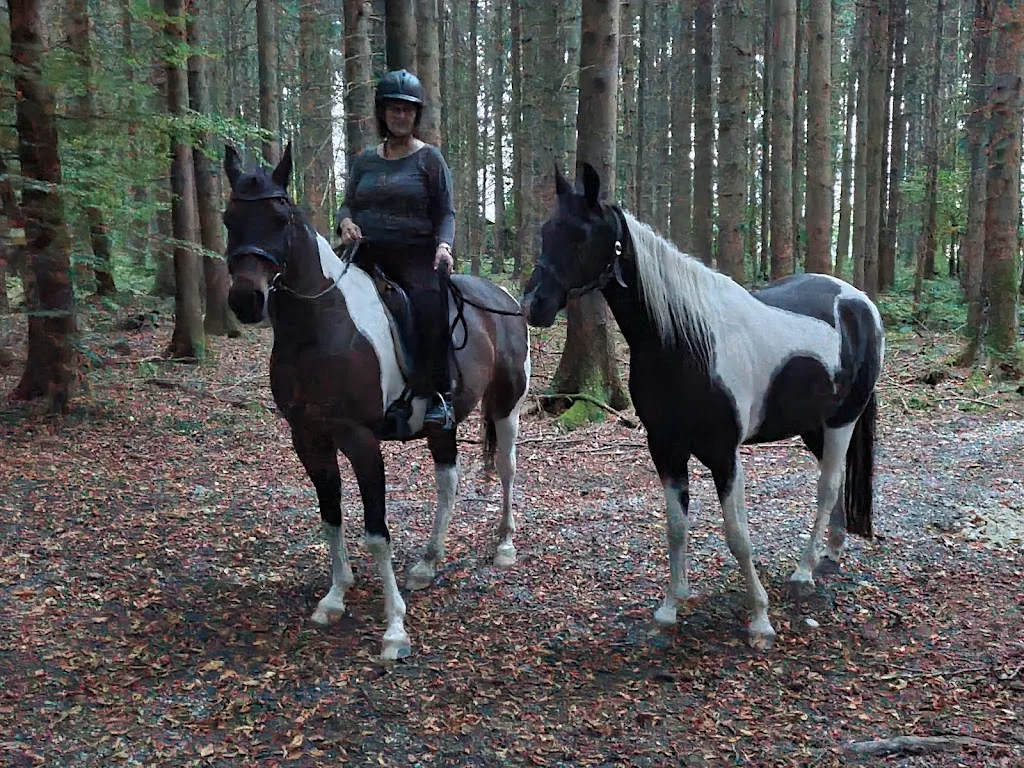 Reitstall Feichtner - photo 2
