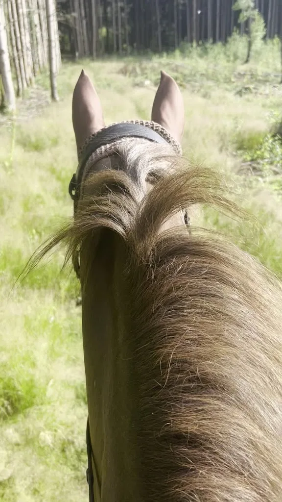 Reitanlage Dankl - photo 1