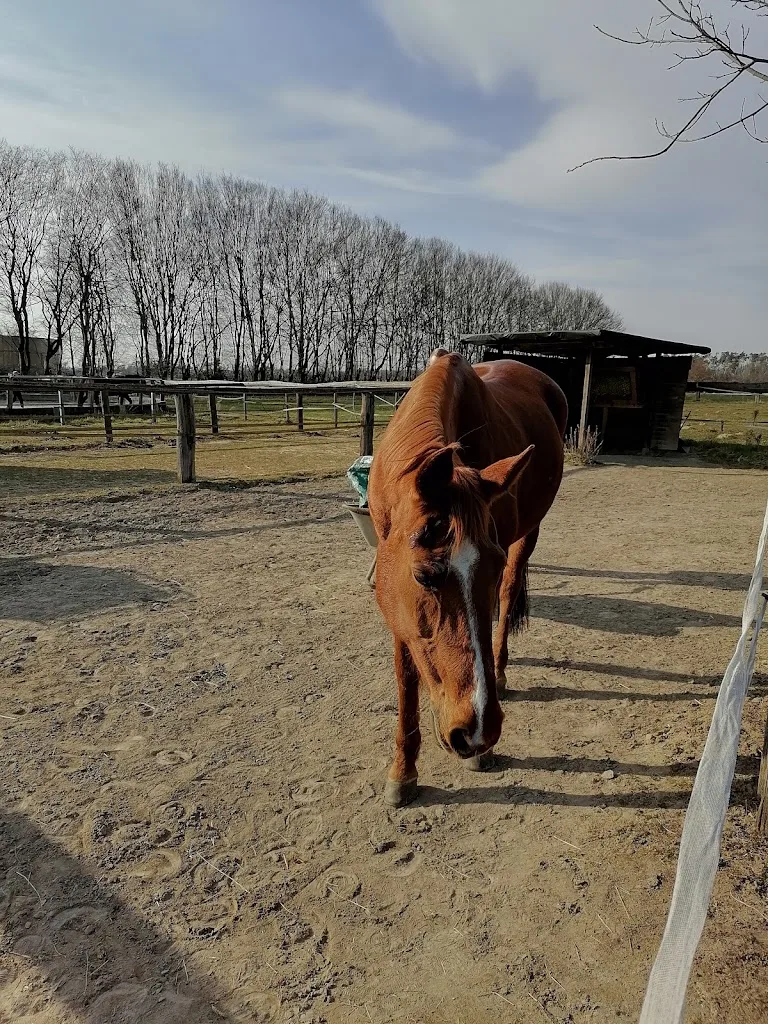 Pferdehof Glab - Foto 2