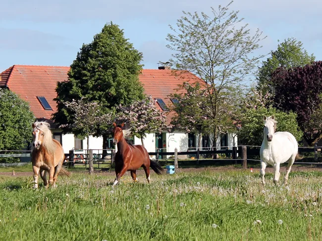 Pferdepension "Im Eichengrund" - Foto 3