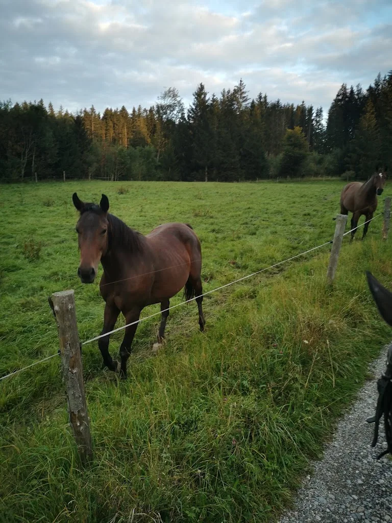 Pferdehof Diane - Foto 2