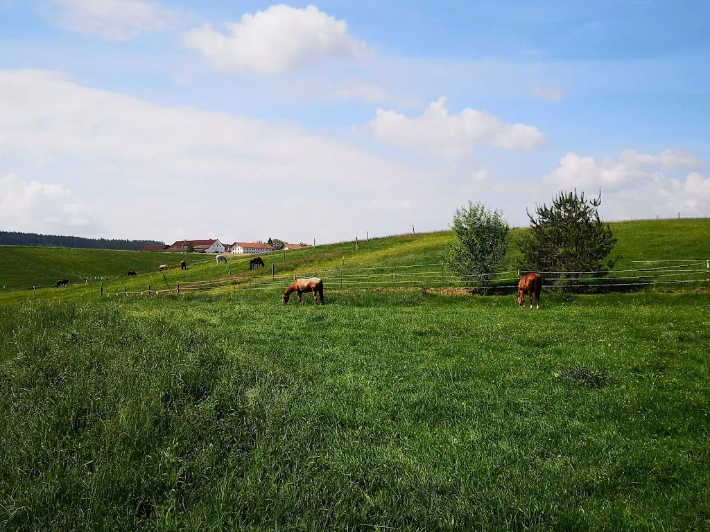 Golden Glades Ranch - Foto 1