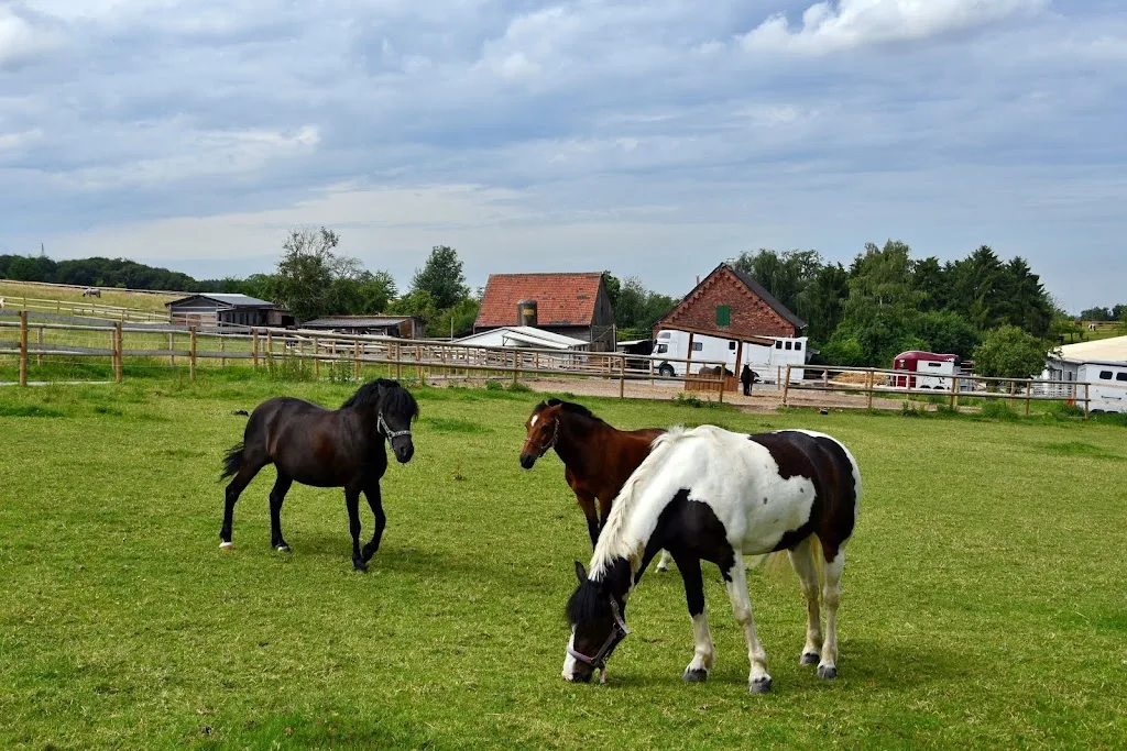 Reitsportzentrum Bödicker - photo 3