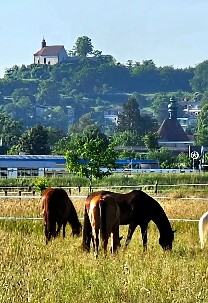 Reiterhof Müller - Foto 2