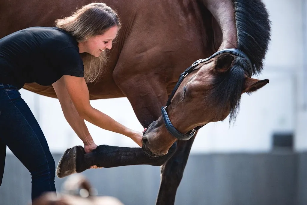 Pferdephysiotherapie - Svenja Schoof - Foto 1