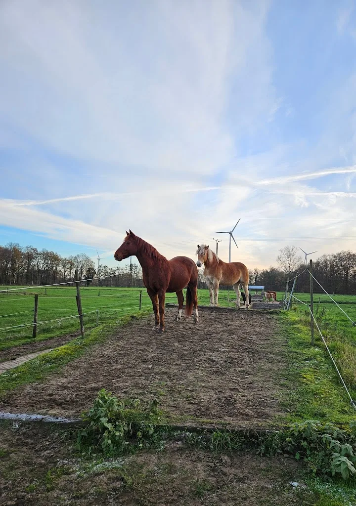 Reiterhof Haverkamp | Offenstallhaltung - Paddocktrail - photo 1