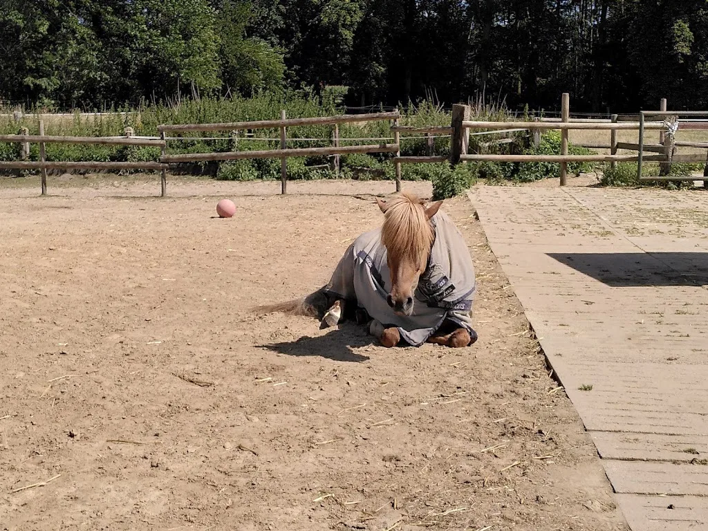 Reiterhof Haverkamp | Offenstallhaltung - Paddocktrail - photo 3