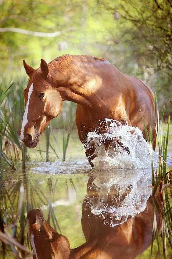 Pointer-Ranch - photo 1