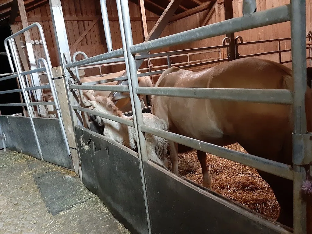 Ponyreitschule Fjordpferdegestüt Wurzel Ranch - Foto 1
