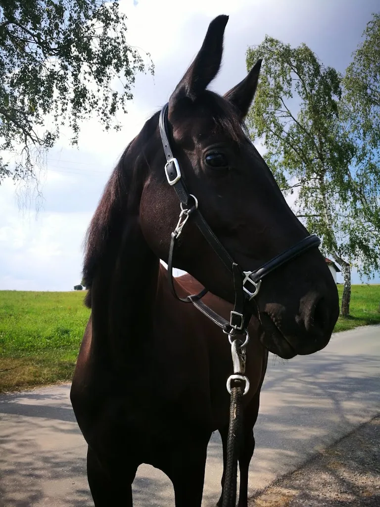 Pferdestall Johannes - photo 2