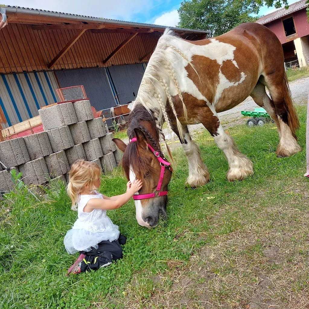 Ponyhof Erdbach Fjordpferdezucht und Reiterhof - Foto 2