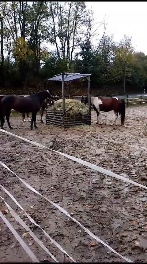 Gestüt am Wilisch - photo 2