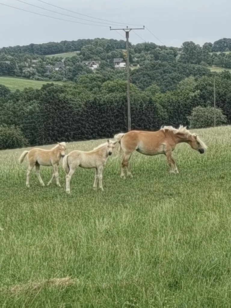 Islandgestüt Vom Klief - Foto 3